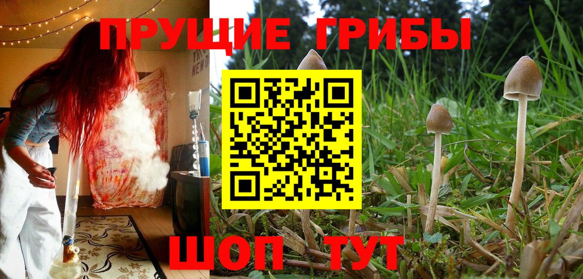 Псилоцибиновые грибы Magic Shrooms  Вход с VPN  Корсаков  Галлюциногенные грибы Psilocybe 